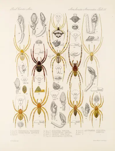 Arachnida Araneidea Pl 25, Frederick DuCane Godman
