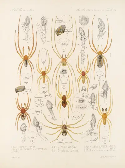 Arachnida Araneidea Pl 29, Frederick DuCane Godman