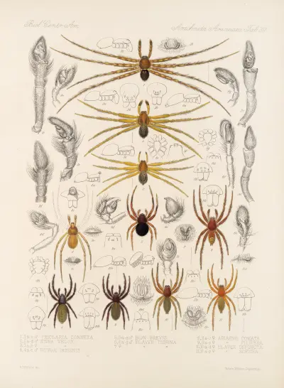 Arachnida Araneidea Pl. 30, Frederick DuCane Godman