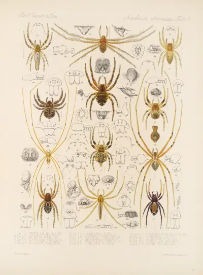 Arachnida Araneidea, tabule 31, Frederick DuCane Godman