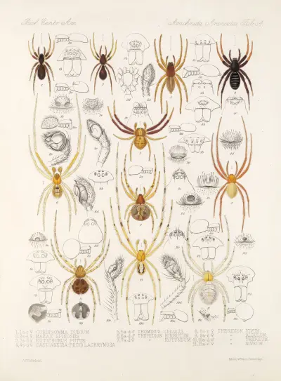 Arachnida Araneidea Pl. 34, Frederick DuCane Godman