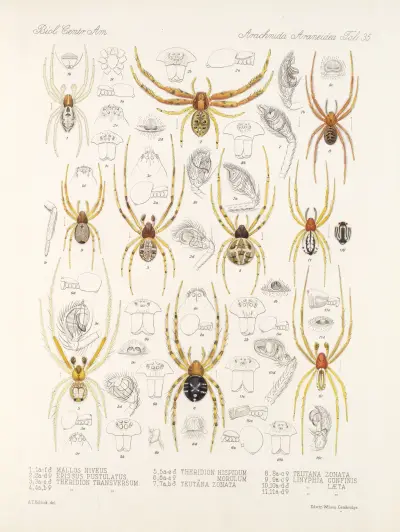 Arachnida Araneidea Pl 35, Frederick DuCane Godman