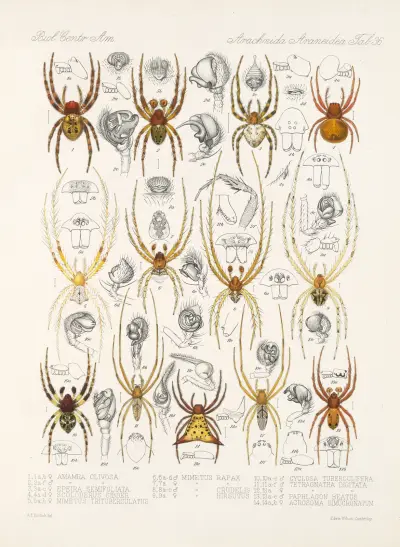 Arachnida Araneidea Pl 36, Frederick DuCane Godman