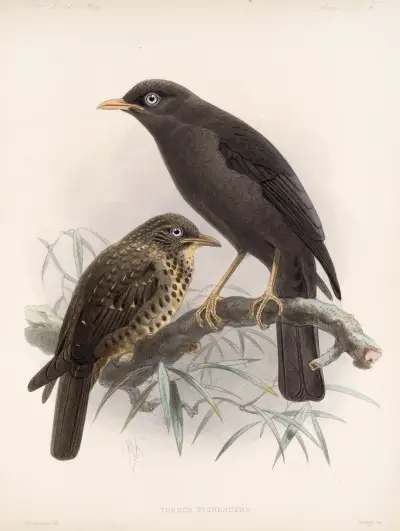 Aves Pl 04, Frederick DuCane Godman