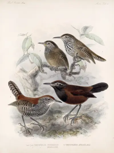 Aves Pl 06, Frederick DuCane Godman