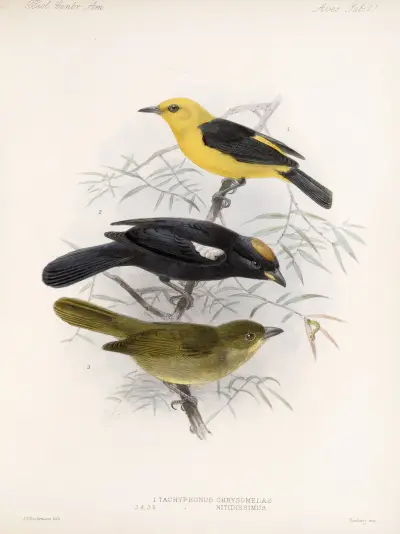 Aves Pl 22, Frederick DuCane Godman