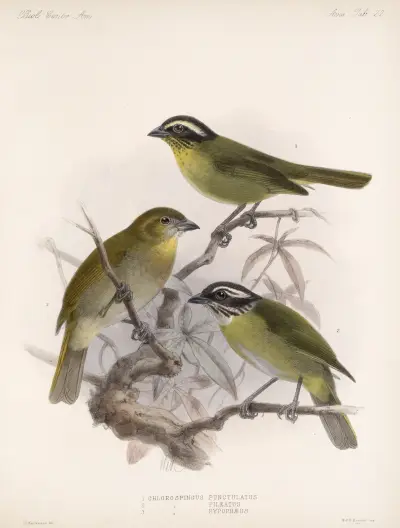 Aves Pl. 23, Frederick DuCane Godman