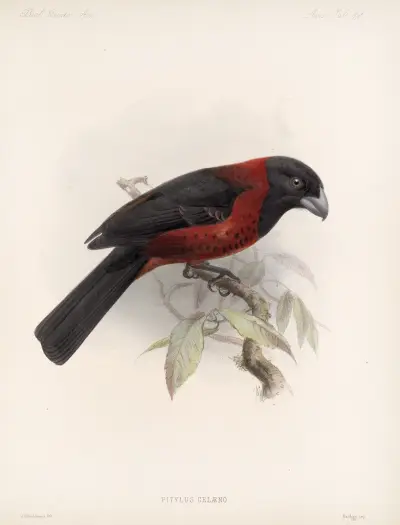 Aves Pl. 25, Frederick DuCane Godman