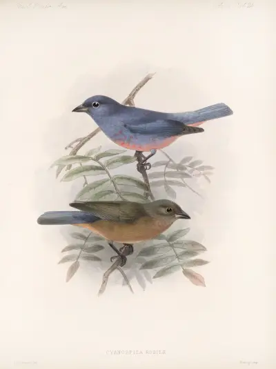 Aves Pl 26, Frederick DuCane Godman
