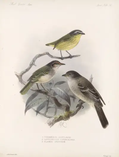 Aves Pl 37, Frederick DuCane Godman