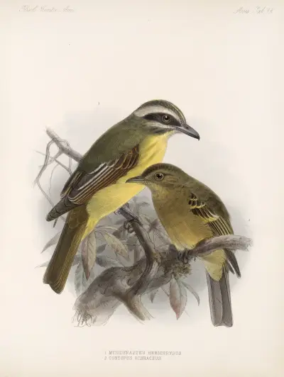 Aves Pl 39, Frederick DuCane Godman