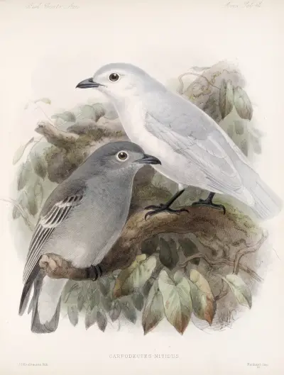 Aves Pl 43, Frederick DuCane Godman