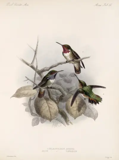 Aves Pl 58, Frederick DuCane Godman