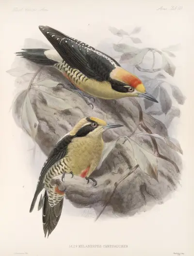 Aves Pl 65, Frederick DuCane Godman