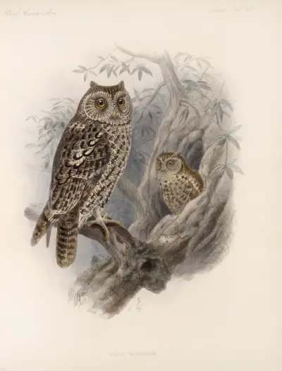 Aves Pl 67, Frederick DuCane Godman