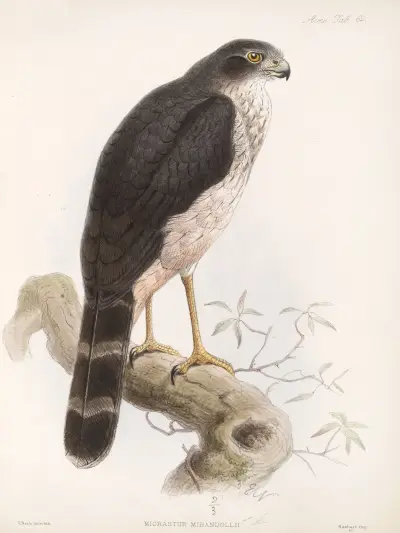Aves Pl. 69, Frederick DuCane Godman