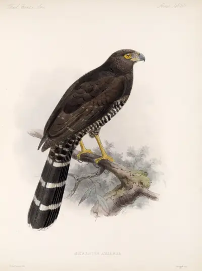 Aves Pl 70, Frederick DuCane Godman