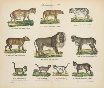 Atlas zoologiczny w 45 tablicach Pl.01 av D. E. Friedlein