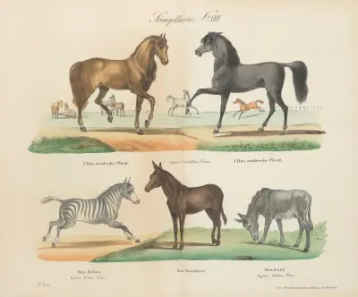 Atlas zoologiczny w 45 tablicach Pl.13 av D. E. Friedlein