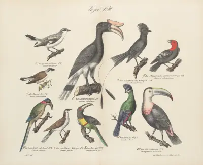 Atlas zoologiczny w 45 tablicach Pl.17 av D. E. Friedlein