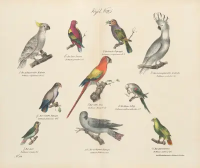 Atlas zoologiczny w 45 tablicach Pl.18 av D. E. Friedlein