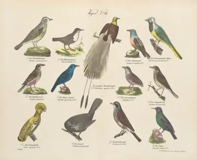 Atlas zoologiczny w 45 tablicach Pl.21 av D. E. Friedlein