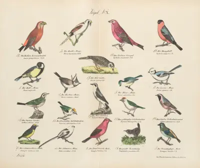 Atlas zoologiczny w 45 tablicach Pl.24 av D. E. Friedlein