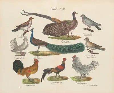 Atlas zoologiczny w 45 tablicach Pl.26 av D. E. Friedlein