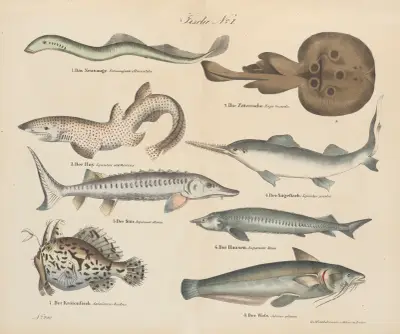 Atlas zoologiczny w 45 tablicach Pl.34 av D. E. Friedlein