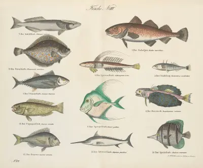 Atlas zoologiczny w 45 tablicach Pl.36 av D. E. Friedlein