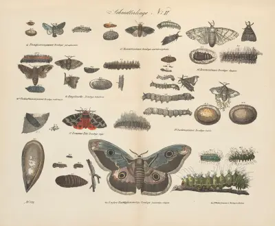 Atlas zoologiczny w 45 tablicach Pl.42 av D. E. Friedlein