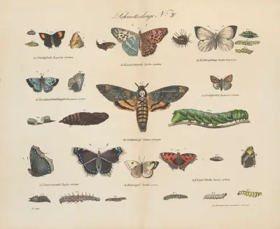 Atlas zoologiczny w 45 tablicach Pl.44 av D. E. Friedlein