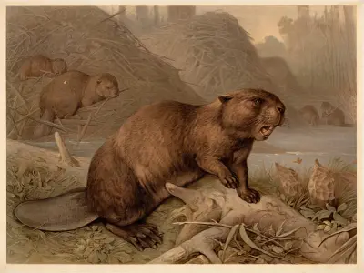 Beaver (Castor fiber) av F. E. Wachsmuth