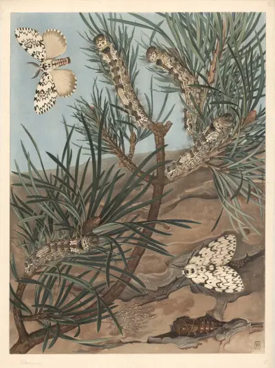 Black arches (Nun moth) av F. E. Wachsmuth