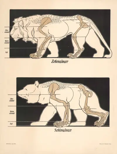 Digitigrade, Plantigrade av F. E. Wachsmuth