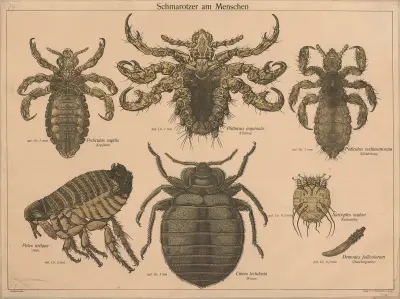Parasites av F. E. Wachsmuth