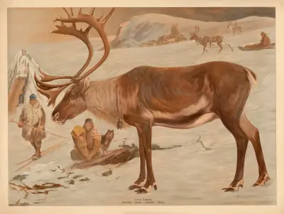 Reindeer av F. E. Wachsmuth