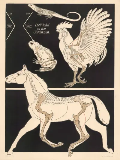 The angles of the limbs av F. E. Wachsmuth