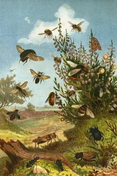 Die Insekten, Tausendfüssler und Spinnen Pl 01, Alfred Edmund Brehm