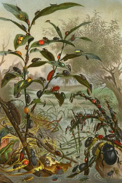 Die Insekten, Tausendfüssler und Spinnen Pl 02, Alfred Edmund Brehm