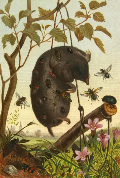 Die Insekten, Tausendfüssler und Spinnen Pl 04, Alfred Edmund Brehm