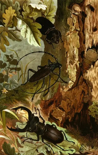 Die Insekten, Tausendfüssler und Spinnen Pl 05, Alfred Edmund Brehm