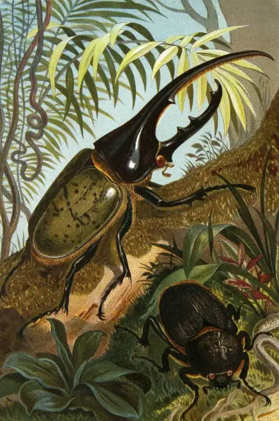 Die Insekten, Tausendfüssler und Spinnen Pl 06, Alfred Edmund Brehm