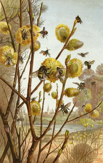 Die Insekten, Tausendfüssler und Spinnen Pl 07, Alfred Edmund Brehm