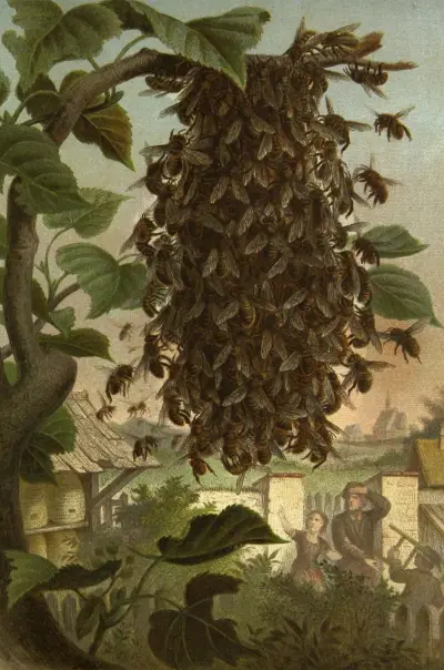 Die Insekten, Tausendfüssler und Spinnen Pl 08, Alfred Edmund Brehm