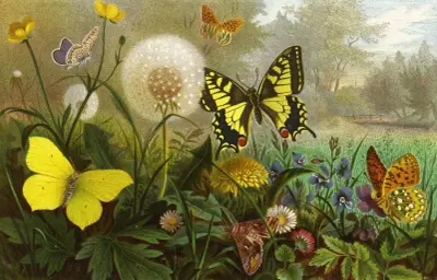 Die Insekten, Tausendfüssler und Spinnen Pl 10, Alfred Edmund Brehm
