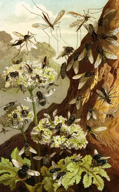 Die Insekten, Tausendfüssler und Spinnen Pl 13, Alfred Edmund Brehm