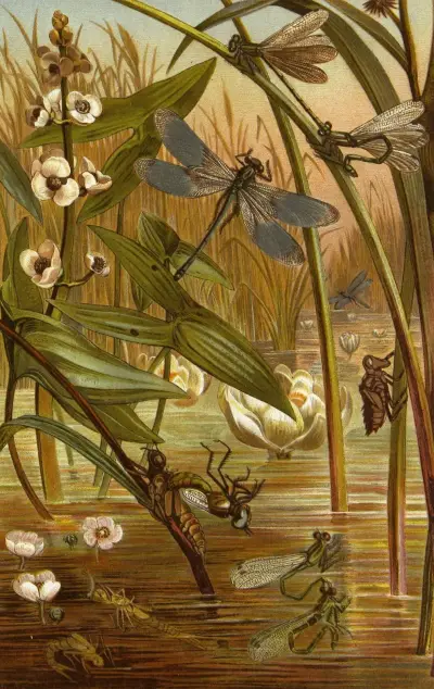 Die Insekten, Tausendfüssler und Spinnen Pl 15, Alfred Edmund Brehm