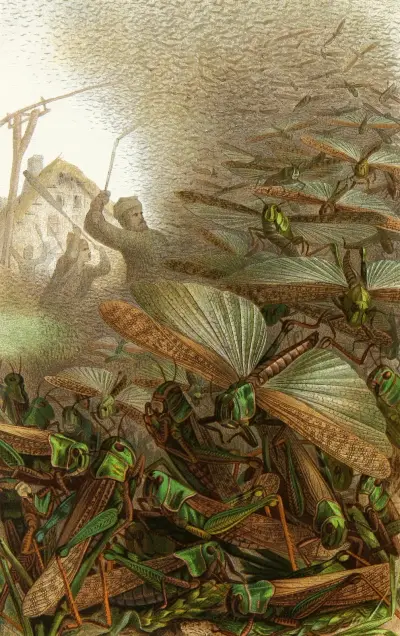 Die Insekten, Tausendfüssler und Spinnen Pl 17, Alfred Edmund Brehm