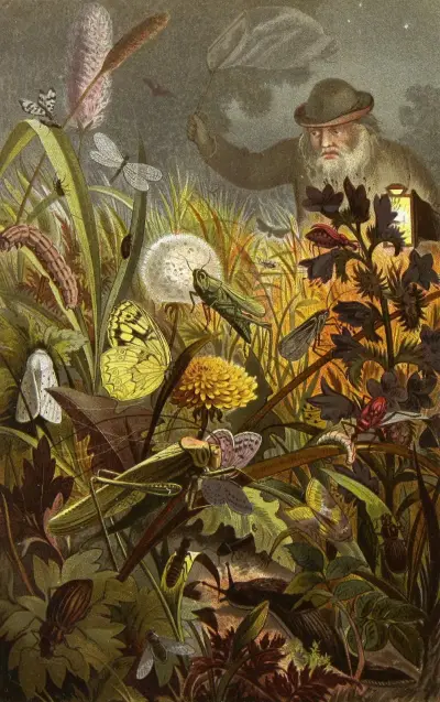 Die Insekten, Tausendfüssler und Spinnen Pl 18, Alfred Edmund Brehm